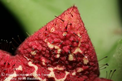 Orbea carnosa ssp keithii (FH06,083) 005 – Asclepidarium