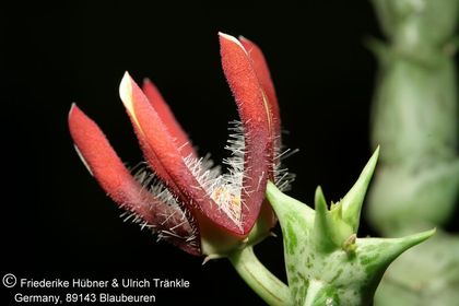 Orbea chrysostephana (FH08,084) 001 – Asclepidarium