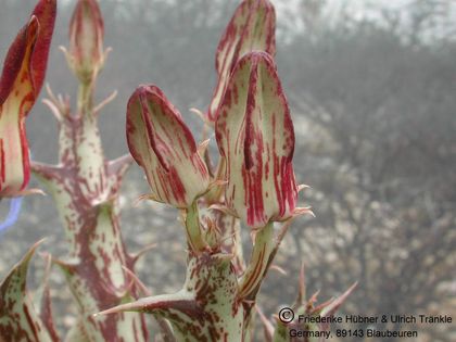 Orbea distincta (PVB 8676) 001 – Asclepidarium