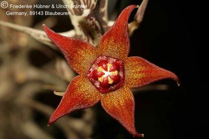 Orbea gemugofana (UB51) (FH05,068) 002 – Asclepidarium