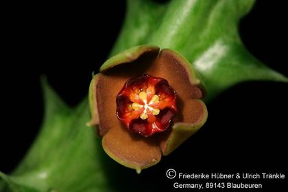 Orbea gilbertii (FH07,048) 002 – Asclepidarium