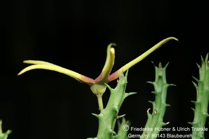 Orbea lugardii (FH06,071) 002 – Asclepidarium