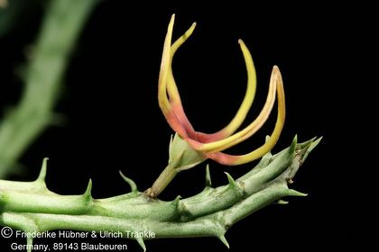 Orbea lugardii (FH08,020) 002 – Asclepidarium