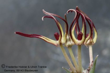 Orbea luntii TM OM 14 (FH06,039) 002 – Asclepidarium