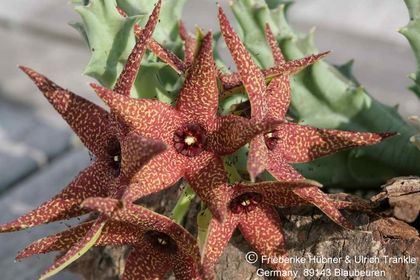 Orbea lutea ssp vaga (FH03,006) 003 – Asclepidarium