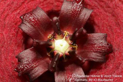 Orbea lutea ssp vaga (FH04,022) 005 – Asclepidarium
