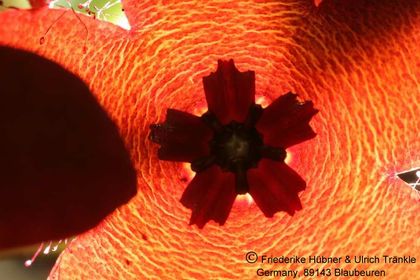 Orbea lutea ssp vaga (FH04,022) 007 – Asclepidarium