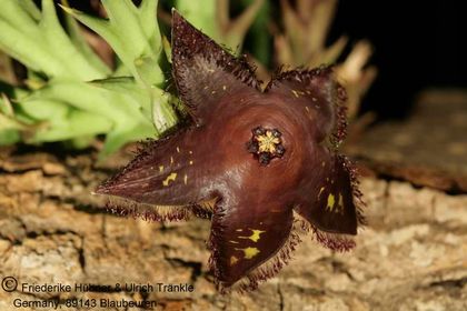 Orbea macloughlinii (FH04,147) 002 – Asclepidarium