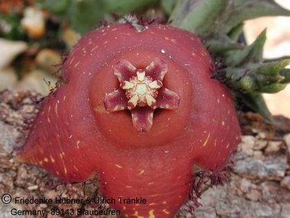 Orbea macloughlinii (SE Bunting) 3 – Asclepidarium