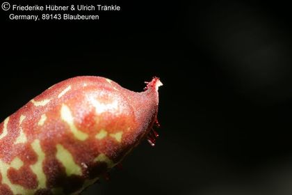 Orbea maculata subsp rangeana (FH07,193) 008 – Asclepidarium