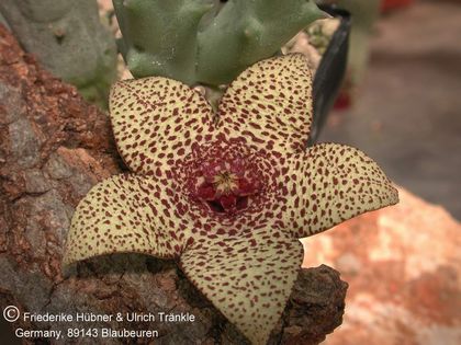 Orbea pulchella DMC (The Downs, Sundays River) 1 – Asclepidarium