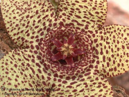 Orbea pulchella DMC (The Downs, Sundays River) 2 – Asclepidarium