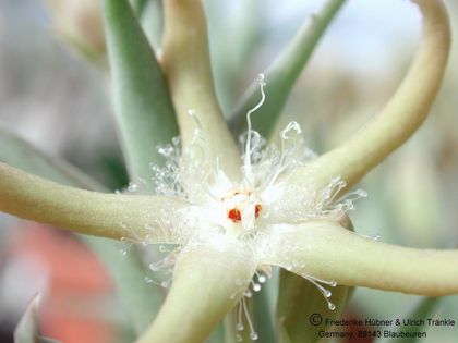 Orbea rogersii Blüte nah 3 – Asclepidarium