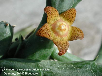 Orbea schweinfurthii 2 – Asclepidarium