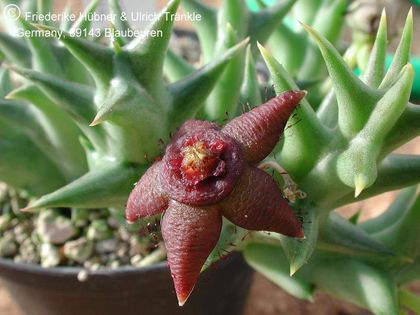 Orbea semota subsp orientalis 2 – Asclepidarium