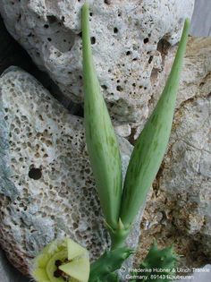 Orbea semota syn. Orbea semota var. lutea HT 2 – Asclepidarium