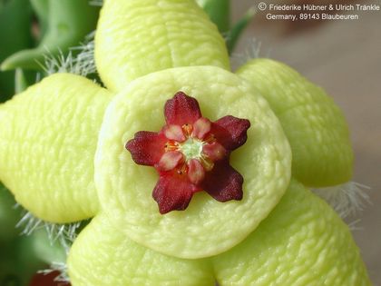 Orbea semota var lutea Blüte – Asclepidarium
