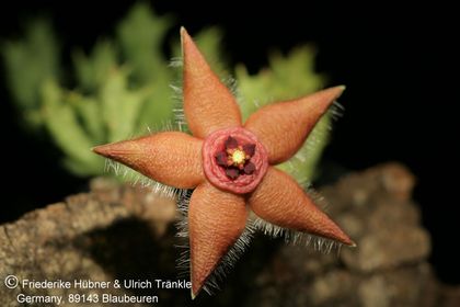 Orbea semota var lutea (FH04,046) (ex T. Mohn) 004 – Asclepidarium