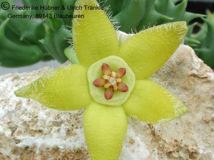 Orbea semota var lutea Klon Mohn 2 – Asclepidarium