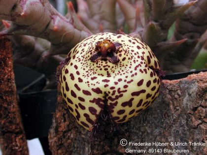 Orbea speciosa 002 – Asclepidarium