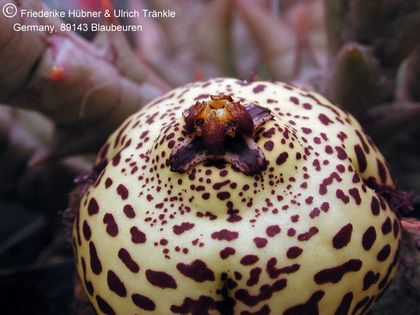 Orbea speciosa 003 – Asclepidarium