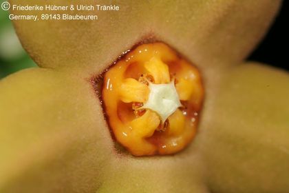 Orbea sprengeri subsp. foetida aff (Specks 6) (FH08,061) 003 – Asclepidarium