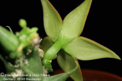 Orbea sprengeri subsp. foetida aff (Specks 6) (FH08,061) 006 – Asclepidarium