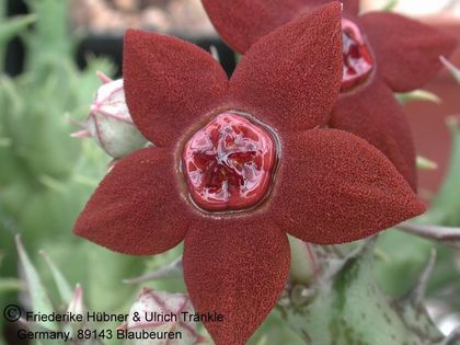 Orbea sprengeri subsp foetida – Asclepidarium