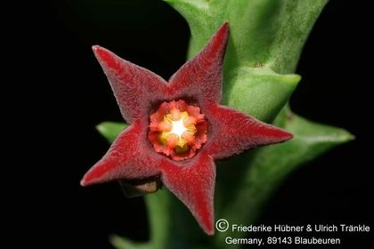 Orbea taitica (FH07,160) 002 – Asclepidarium