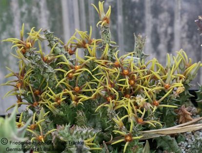Orbea wissmanii 005 – Asclepidarium