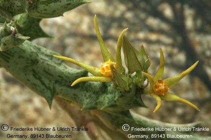 Orbea wissmannii (FH05,064) 001 – Asclepidarium