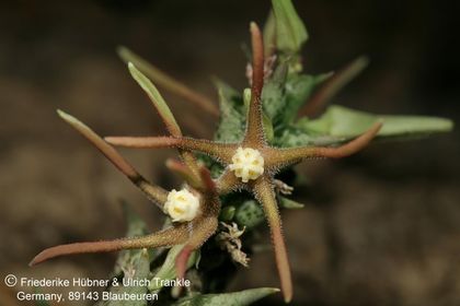 Orbea wissmannii ssp parviloba (AlFarsi A254) (FH07,206) 002 – Asclepidarium