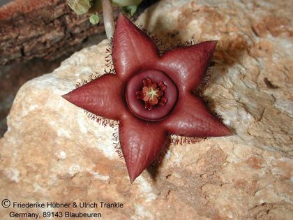 Orbea woodii 1 – Asclepidarium