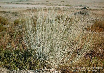Orthantera albida (Swakopmund Namibia) 1 HT – Asclepidarium