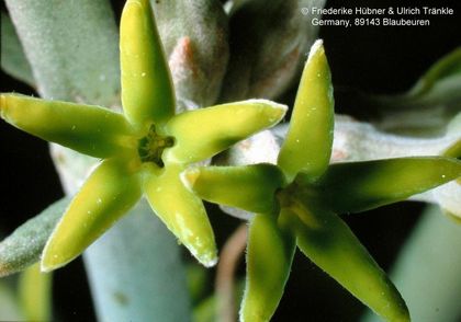 Orthantera albida (Swakopmund Namibia) 3 HT – Asclepidarium