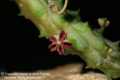 Pectinaria articulata ssp namaquensis (FH07,130) 001 – Asclepidarium