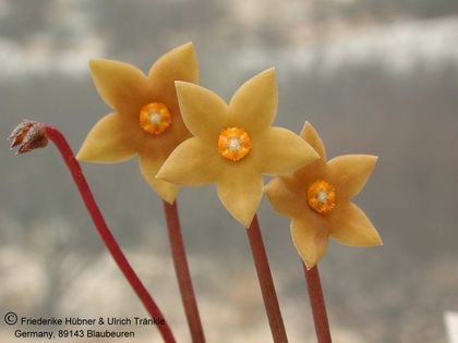 Pectinaria longipens 005 – Asclepidarium