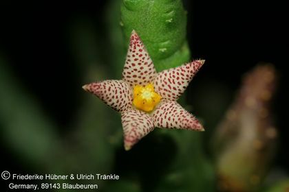 Piaranthus comptus (S Rrineck-Pass; Laingsburg) (FH03,050) 002 – Asclepidarium