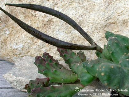 Piaranthus decorus Frucht – Asclepidarium