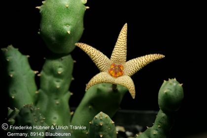 Piaranthus geminatus ssp geminatus (foetidus) (FH06,137) 001 – Asclepidarium