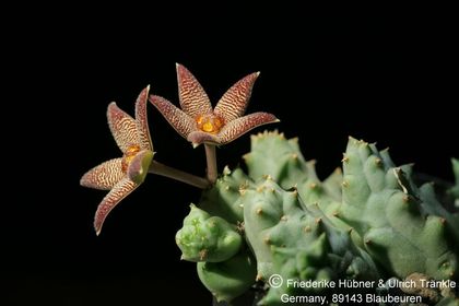Piaranthus geminatus ssp geminatus (foetidus) (IB121563, Vleikloof, Bavianskloof, RSA) (FH08,044) 001 – Asclepidarium