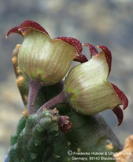Piaranthus punctatus ssp punctatus (FH04,142) 004 – Asclepidarium
