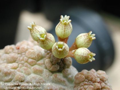 Pseudolithos caput-viperae Somalia (UTS03,0156) 5 – Asclepidarium