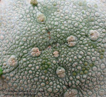 Pseudolithos cubiformis 13 – Asclepidarium