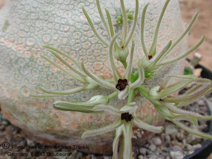 Pseudolithos cubiformis 2nd clone 2 – Asclepidarium