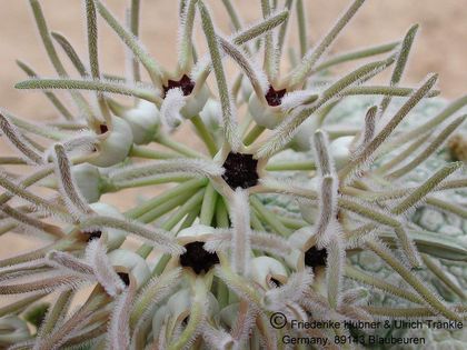 Pseudolithos cubiformis 4 – Asclepidarium