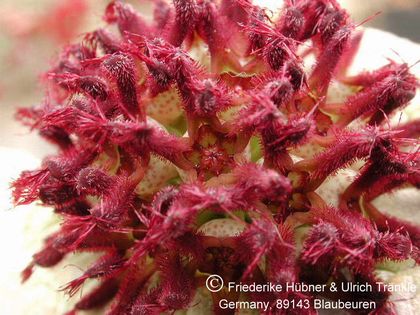 Pseudolithos eylensis (UTS05,026) 2 – Asclepidarium