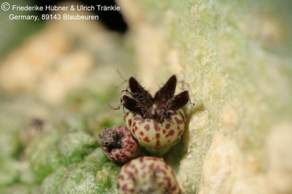 Pseudolithos haradheranus (UT06,026) 002 – Asclepidarium