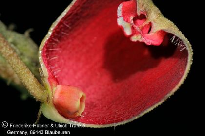 Pseudopectinaria malum (FH07,193) 011 – Asclepidarium