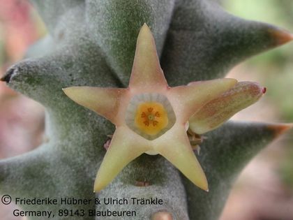 Quaqua incarnata subsp hottentotorum Blüte – Asclepidarium